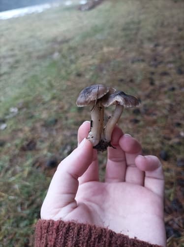 gąska ziemistoblaszkowa
