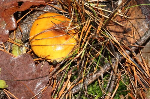 Pieczarkowce