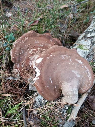 Białoporek brzozowy