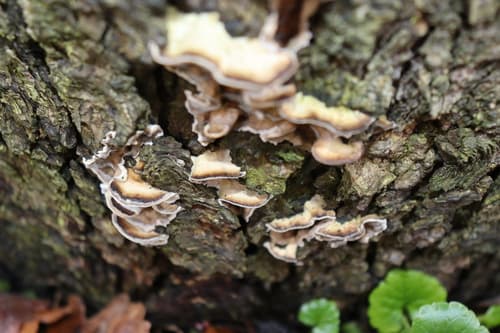 Szaroporka podpalana