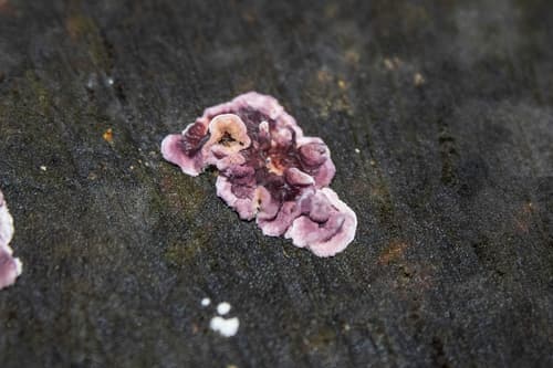 Chrząstkoskórnik purpurowy