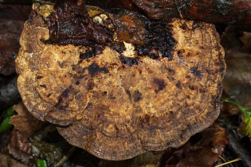 Gmatwica chropowata