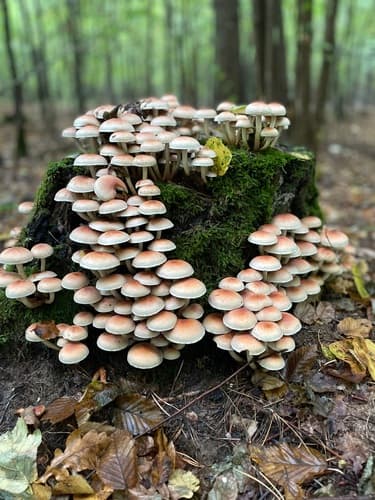 Maślanka ceglasta