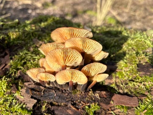 Płomiennica