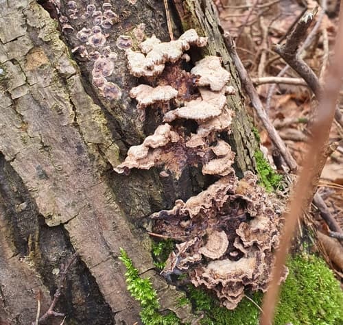Chrząstkoskórnik purpurowy