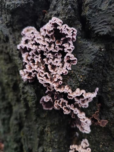 Chrząstkoskórnik purpurowy