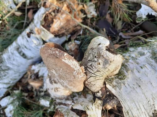 Białoporek brzozowy