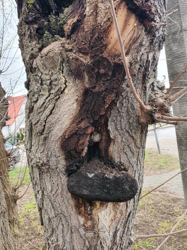 Błyskoporek szczotkowaty