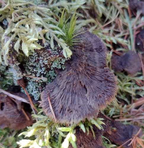 Chropiatka pospolita