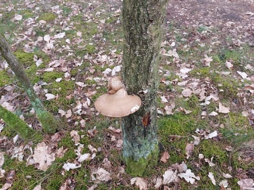 Białoporek brzozowy