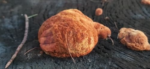 Gęstoporek cynobrowy