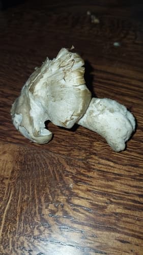 Pieczarkowce