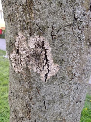 Błonka dwuzarodnikowa