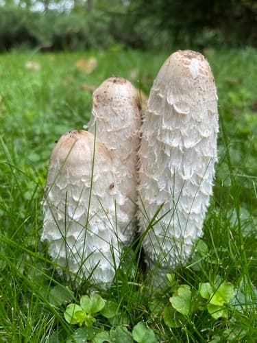 Czernidłak kołpakowaty