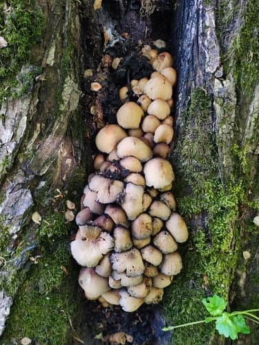 Coprinellus