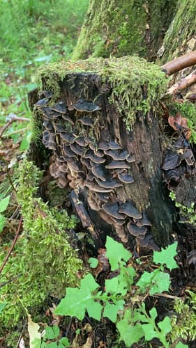 Hymenochaete