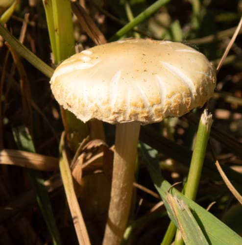 Agrocybe molesta