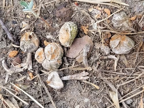Tulostoma