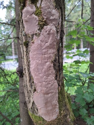 Guzoczyrka rozpostarta
