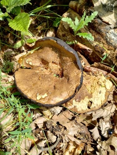 Czasznica olbrzymia