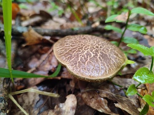 Xerocomellus