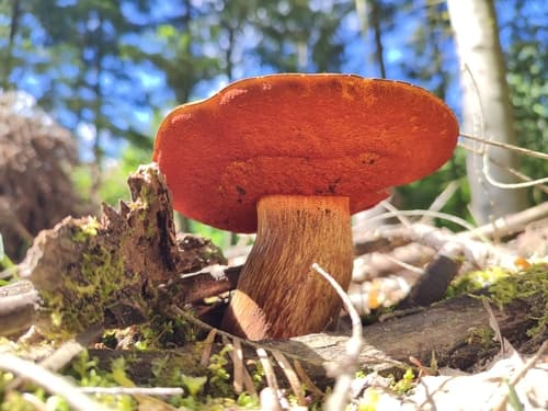 krasnoborowik ceglastopory