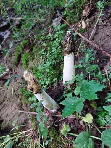 Sromotnik smrodliwy