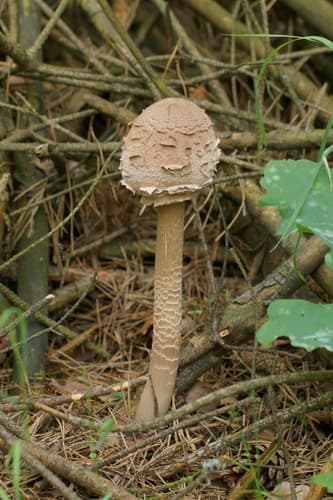 Czubajka kania