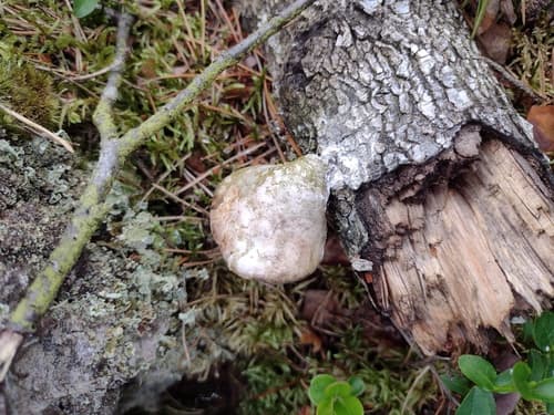 Białoporek brzozowy