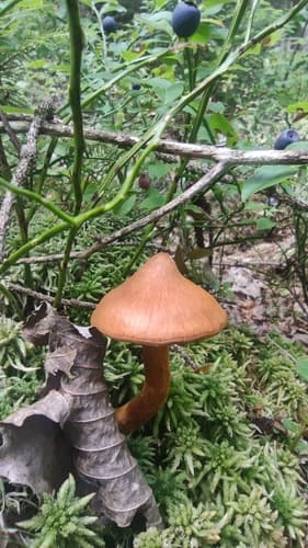 Zasłonakowate