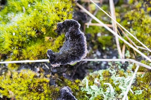 Chropiatka pospolita