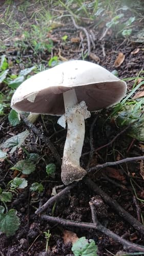 Pieczarka