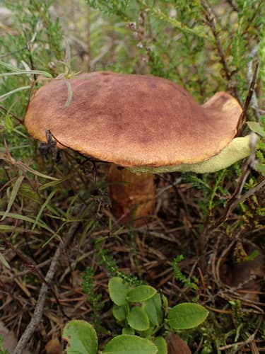 Złotoborowik wysmukły