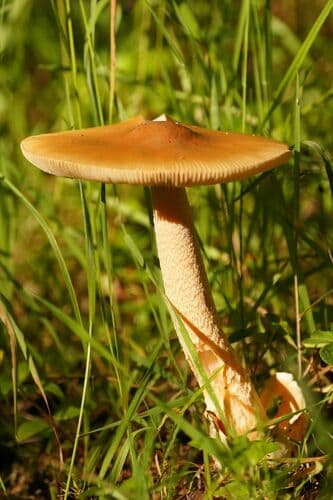 Amanita crocea