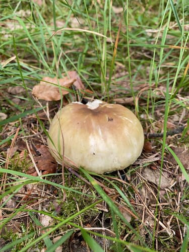 Gołąbek