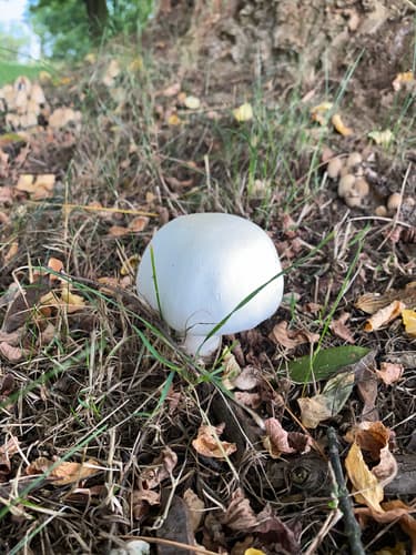 Agaricineae