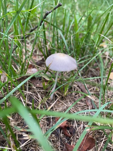 Coprinellus