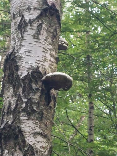 Białoporek brzozowy