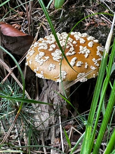Muchomor królewski
