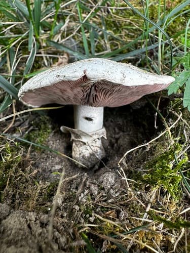 Pieczarka miejska