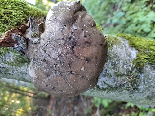 Białoporek brzozowy