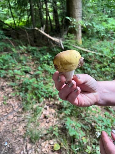 Gołąbek