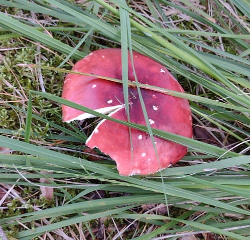 Gołąbek