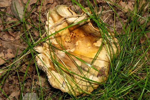 Gołąbek zielonawofioletowy