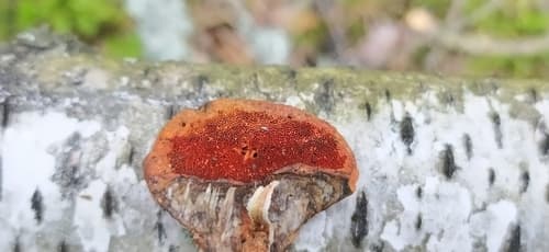 Gęstoporek cynobrowy