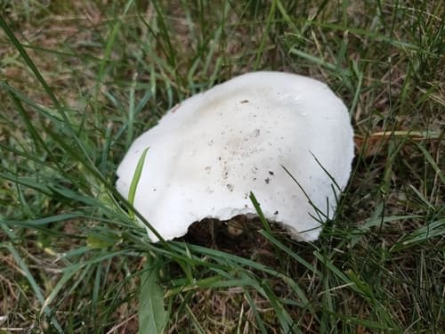 Pieczarka