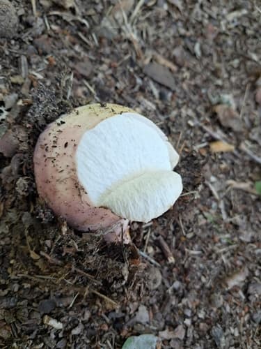 Calvatia craniiformis
