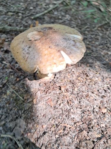 Coprinopsis romagnesiana