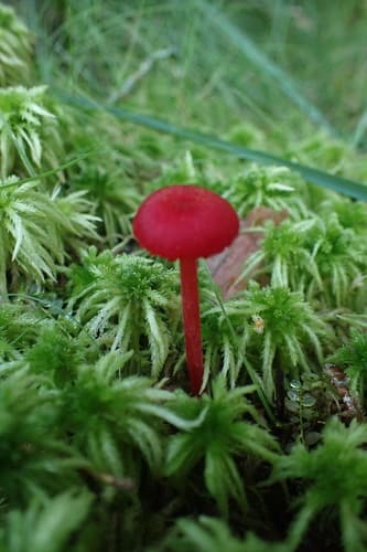 Pseudohygrocybe