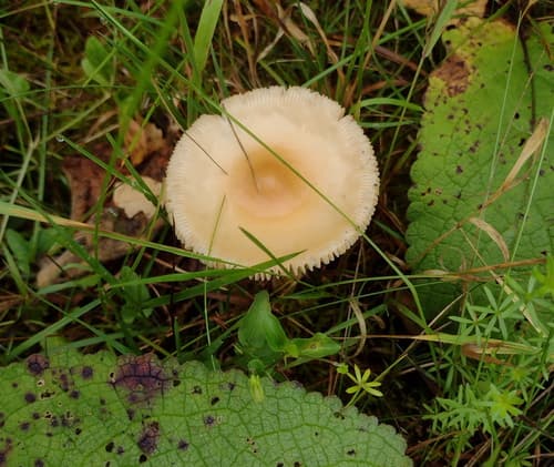 Muchomor rdzawobrązowy